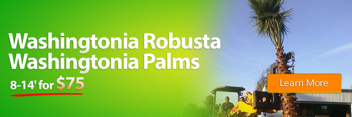 Washingtonia robusta Washingtonia Palms
