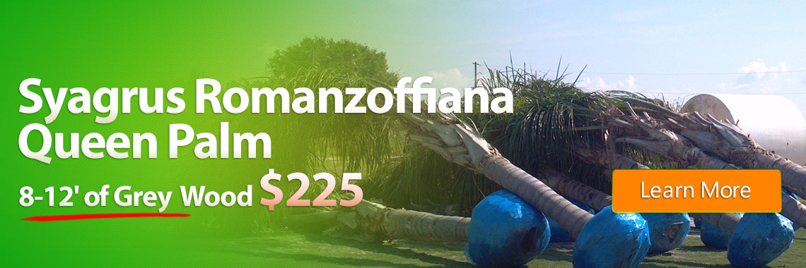 Syagrus romanzoffiana Queen Palm 8-12' of Grey Wood $225