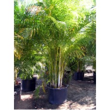 Areca Palm 15 Gallon Areca Palm 15 Gallon