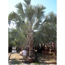 Bismarck Palm 10-12' Overall Height