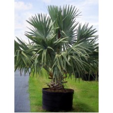 Bismarck Palm 25 Gallon