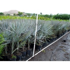 Bismarck Palm 3 Gallon