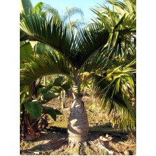 Bottle Palm / Hyophorbe lagenicaulis 5-6' Overall Height Bottle Palm / Hyophorbe lagenicaulis 5-6' Overall Height