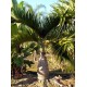 Bottle Palm / Hyophorbe lagenicaulis Bottle Palm / Hyophorbe lagenicaulis