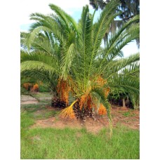 Canary Island Date Palm / Pineapple Palm / Phoenix canariensis 1' Clear Trunk