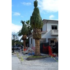 Canary Island Date Palm / Pineapple Palm / Phoenix canariensis 10' Clear Trunk