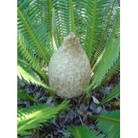 Dioon edule