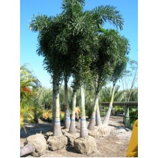Foxtail Palm / Wodyetia bifurcata 15 Gallon Foxtail Palm / Wodyetia bifurcata 15 Gallon