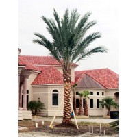 Medjool Palm / True Date Palm / Phoenix dactylifera 12' Clear Trunk