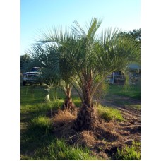 Pindo Palm / Jelly Palm / Butia capitata 1' Clear Trunk Pindo Palm / Jelly Palm / Butia capitata 1' Clear Trunk