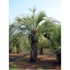 Pindo Palm / Jelly Palm / Butia capitata 8' Clear Trunk Pindo Palm / Jelly Palm / Butia capitata 8' Clear Trunk
