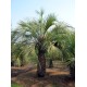 Pindo Palm / Jelly Palm / Butia capitata Pindo Palm / Jelly Palm / Butia capitata