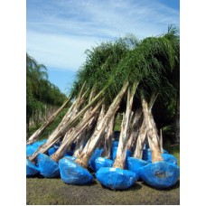 Queen Palm / Cocos plumosa / Syagrus romanzoffiana 12-14' Overall height Queen Palm / Cocos plumosa / Syagrus romanzoffiana 12-14' Overall height
