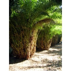 Reclinata / Senegal Date Palm / Phoenix reclinata 10-12' Overall Height Reclinata / Senegal Date Palm / Phoenix reclinata 10-12' Overall Height