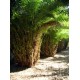 Reclinata / Senegal Date Palm / Phoenix reclinata Reclinata / Senegal Date Palm / Phoenix reclinata