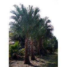 Ribbon Palm / Livistona decipiens / Livistona decora 8-10' OA Ribbon Palm / Livistona decipiens / Livistona decora 8-10' OA