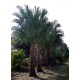 Ribbon Palm / Livistona decipiens / Livistona decora Ribbon Palm / Livistona decipiens / Livistona decora