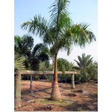 Royal Palm - Roystonea regia 16-18' Overall Height Royal Palm - Roystonea regia 16-18' Overall Height