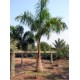 Royal Palm - Roystonea regia Royal Palm - Roystonea regia
