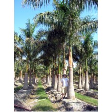 Royal Palm - Roystonea regia 26-30' Overall Height Royal Palm - Roystonea regia 26-30' Overall Height
