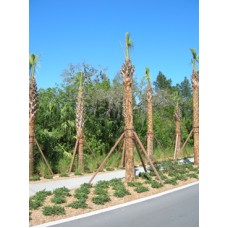 Sabal Palm / Cabbage Palm / Sabal Palmetto 6-18' Clear Trunk Sabal Palm / Cabbage Palm / Sabal Palmetto 6-18' Clear Trunk