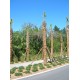 Sabal Palm / Cabbage Palm / Sabal Palmetto Sabal Palm / Cabbage Palm / Sabal Palmetto
