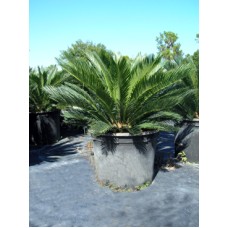 Sago Palm / Cycas revoluta 15 Gallon