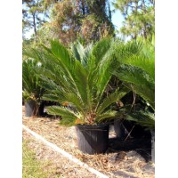 Sago Palm / Cycas revoluta 7 Gallon