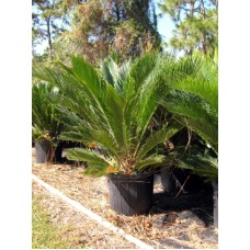 Sago Palm / Cycas revoluta 3 Gallon