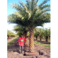Sylvester Palm / Silver Date Palm / Phoenix sylvestris 6' Clear Trunk