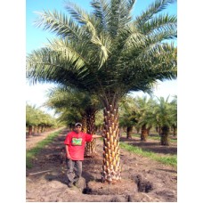 Sylvester Palm / Silver Date Palm / Phoenix sylvestris 4' Clear Trunk Sylvester Palm / Silver Date Palm / Phoenix sylvestris 4' Clear Trunk