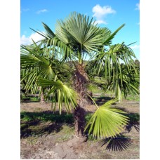 Windmill palm / Trachycarpus fortunei 6' Overall Height Windmill palm / Trachycarpus fortunei 6' Overall Height