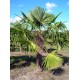Windmill palm / Trachycarpus fortunei Windmill palm / Trachycarpus fortunei