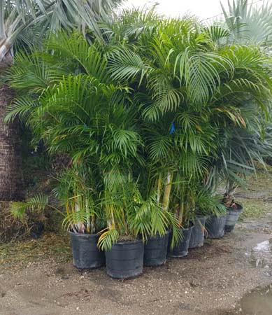 Mossy Head, Florida Palm Trees For Sale