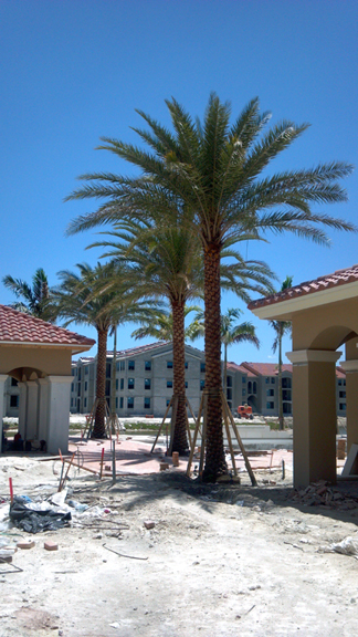 Island Grove, FL Palm Tree Nursery