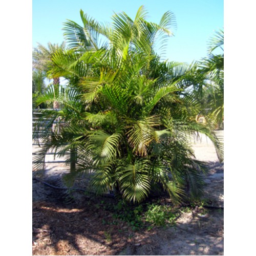 Apopka, FL Palm Tree Nursery