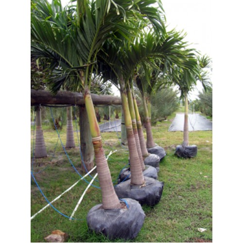 Tallahassee Wholesale Palm Trees