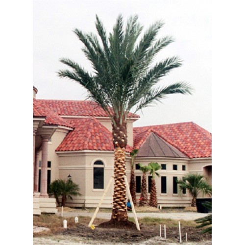 Paisley, FL Wholesale Palm Tree Supplier