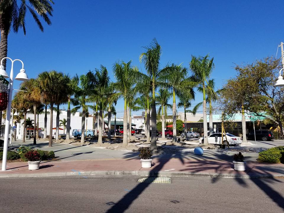 Vanderbilt Beach, Florida Palm Trees For Sale
