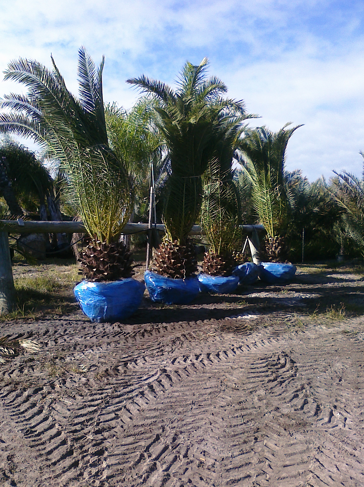 Welaka, FL Palm Tree Nursery