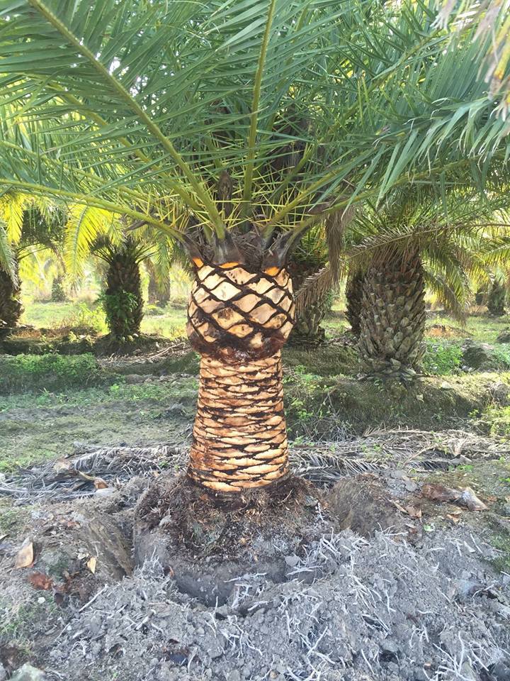 Florida S Best Palms Whole, Cost For Landscaper To Plant Trees In Texas