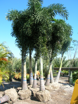 Wholesale Palms for Coral Springs Florida