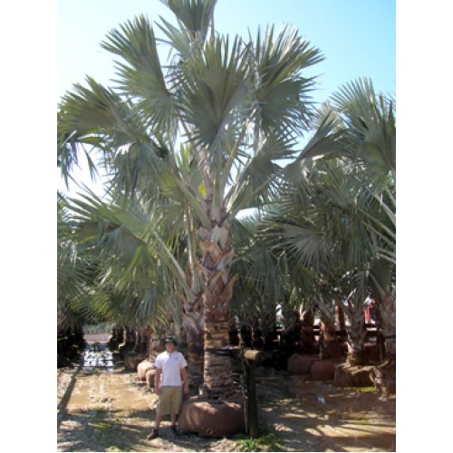 Florida Wholesale Palms Nursery